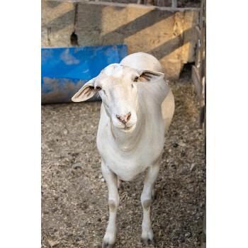 Fazendinha para Crianças em Socorro