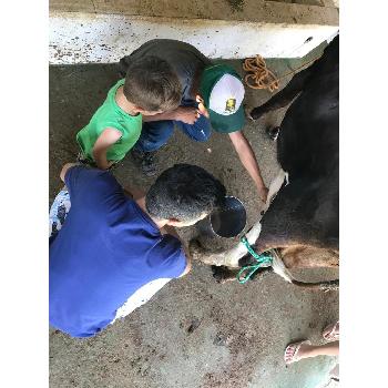 Fazendinha Educativa em Socorro SP