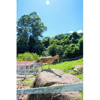 Hotel Fazenda com Animais Interior SP