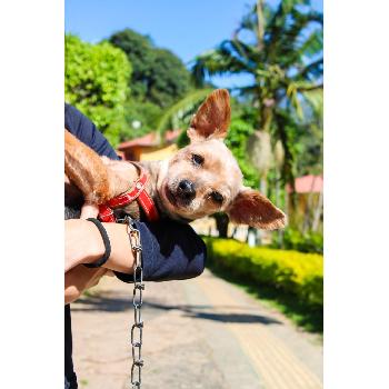 Hotel Fazenda Pet-Friendly em Socorro